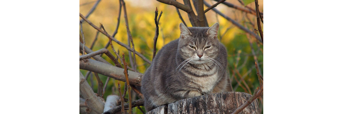 Purrfectly Reasonable Supplies Co.